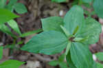 Green trillium